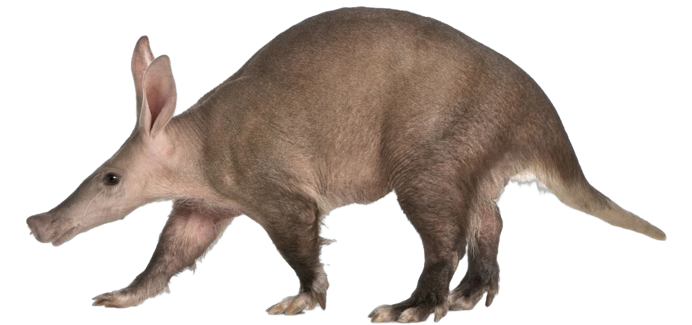 aardvark